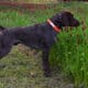 AKC German Shorthaired Pointer Puppies NC