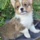 Female corgi / cavalier king Charles spaniel mix