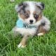 Toy Australian Shepherd