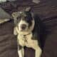 Family emergency and Saige needs a new home