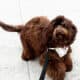 Registered Mini Australian Labradoodle Puppies