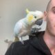 Young Male Sulphur Crested Cockatoo