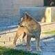 Puppies For Sale – $1000 Each Purebred Shiba Inu