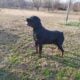 Rottweiler Puppy