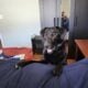 13 Month Old Black Lab/Border Collie Mix For Sale