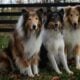 AKC Collie Puppies