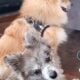 male pomeranian puppies
