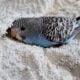 Red-Cheeked Cordon-Bleu Finch
