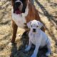 Last one! AKC male boxer