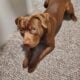 8 month old Chocolate APBT