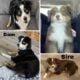 ASDR Mini Australian Shepherd Puppies
