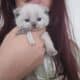2 Scottish Fold/ Russian Blue Male Kittens
