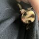 Bonded Sugar Glider Pair For Sale-Cage Included
