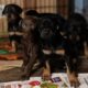 Registered PRA DOBERMAN PINSCHER