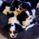 GOLDEN RETRIEVER PUPPIES FOR SALE