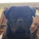Adorable pug pups, vet checked, ready to go