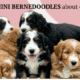 F1b Mini Bernedoodle Bicolor Tan White 40# grown
