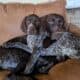 German Shorthair Pointer Puppies