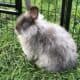 Mini Angora rabbits