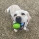 White Labrador Retriever – Tiffany
