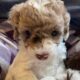 Teacup toy poodle female puppy