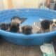 Fluffy Frenchies for sale