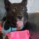 Tuxie ~ I’m Looking For My Forever Loving Home