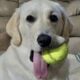 Goldador – Lab / Golden