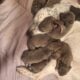Bluenose pitbull puppies