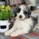 Aussiedoodles F1b