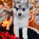 Tiny Female Pomsky. 8 weeks old