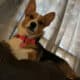 CKC registered corgis