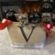 Morkie puppies for sale