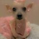 Chinese Crested Hairless Female pending