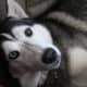 AKC Siberian Husky Puppies