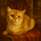 Silver chinchilla British shorthair Phoenix az