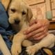 Labrador Retriever Puppies