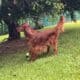 Irish Setter puppies in Hawaii