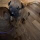 Bullmastiff puppies