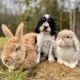 AKC English Springer Spaniels