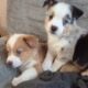 Australian Shepherd/Corgi puppies