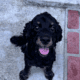 Snoop for adoption