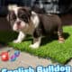 Senior English Bulldog