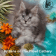 Simba’s Pride Maine Coon kittens