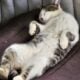 American Bobtail