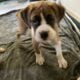 Boxer Puppies Available