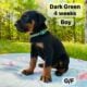 Doberman Puppies Black & Rust, Blue boy – Reduced