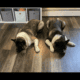 American Akita puppies