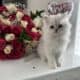 Purebred Silver Chinchilla Dollface Persian kitten