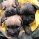 Cairn Terrier AKC PARENTS